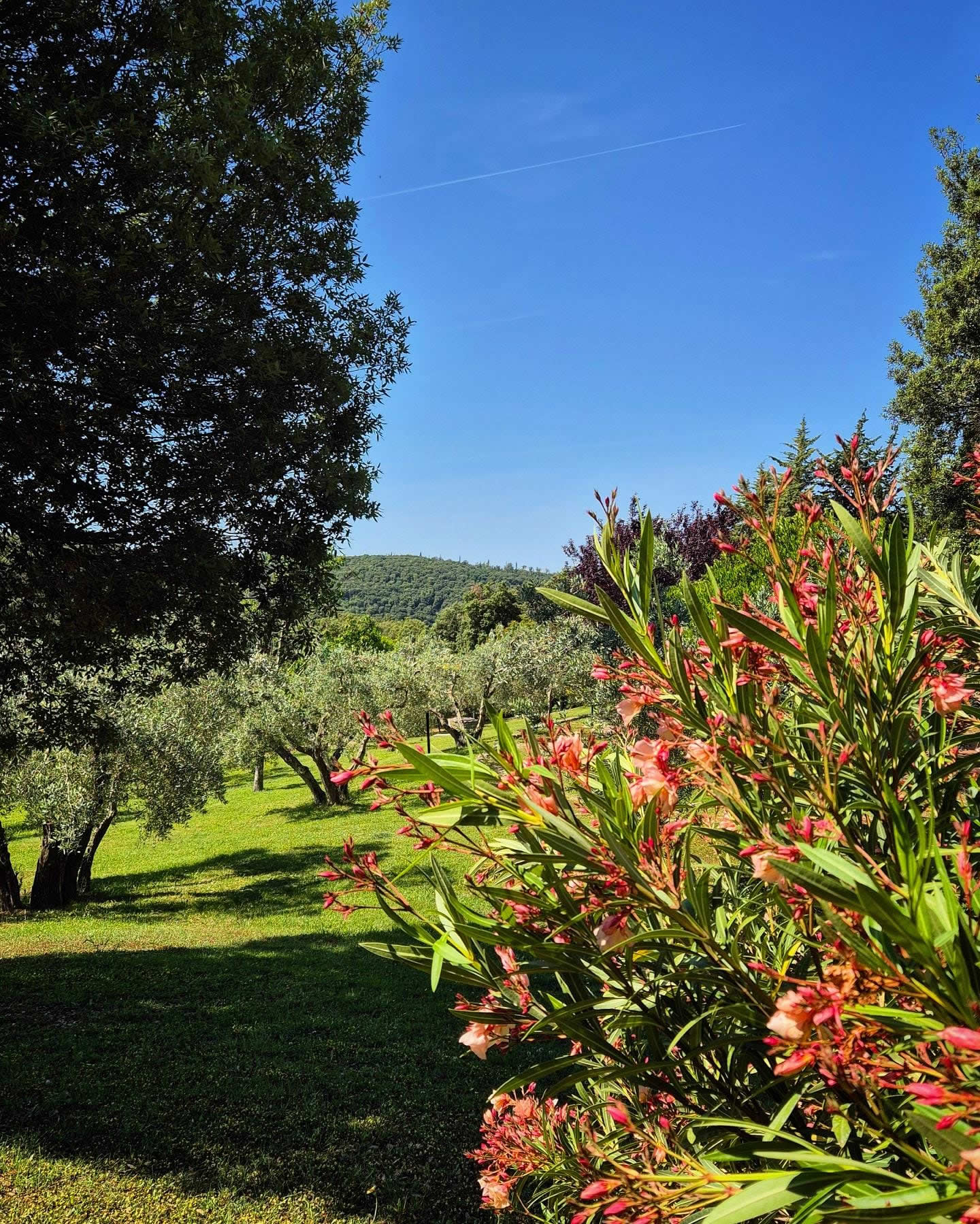 Garden design livorno progettazione giardini