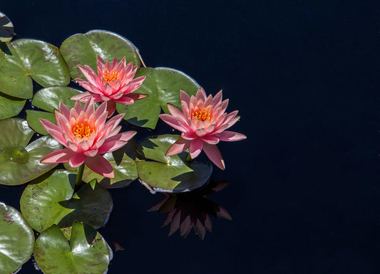 Mini Pond: il piccolo laghetto della serenità.